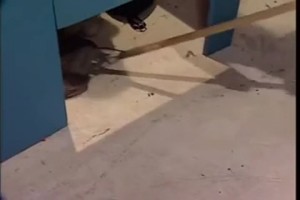 Sensual petite redhead having sex in the restroom