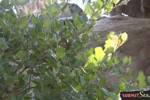 Ebony hottie Demi Sutra gets flogged and tormented by a dom